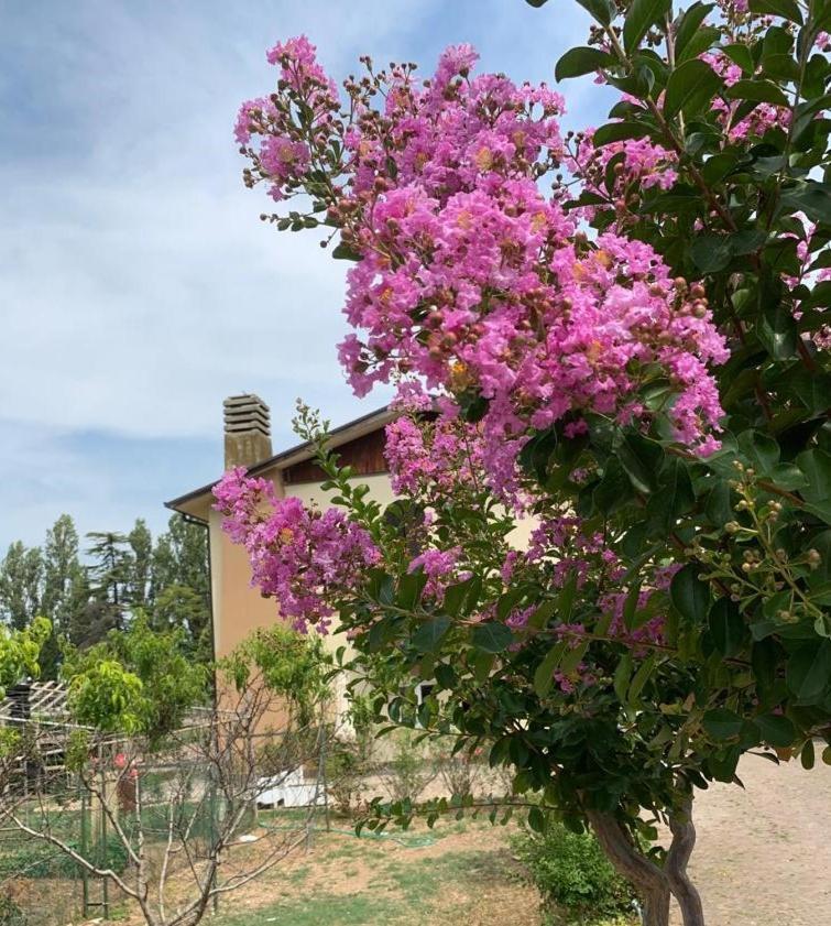 Agriturismo Monteroseo Bedizzol Exterior foto
