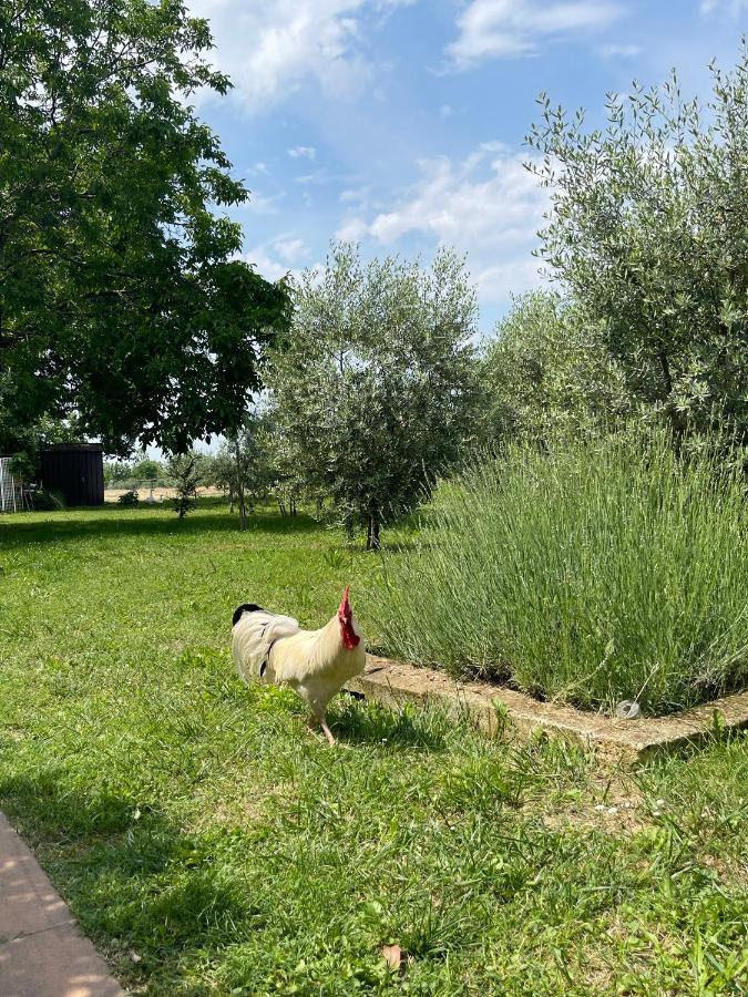 Agriturismo Monteroseo Bedizzol Exterior foto